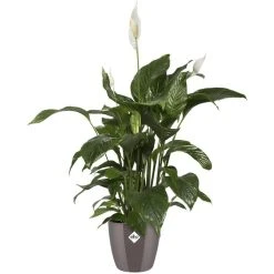 Elho Übertopf Brussels Diamond Rund, Oyster Pearl, Ø 25 X H 23 Cm, Kunststoff 6 Elho Übertopf Brussels Diamond Rund, Oyster Pearl, Ø 25 X H 23 Cm, Kunststoff -Einhell Verkaufsshop 15c3ee42c813bc7397860217cb5e1568b3a54f9a uebertopf elho brussels diamond rund oyster pearl