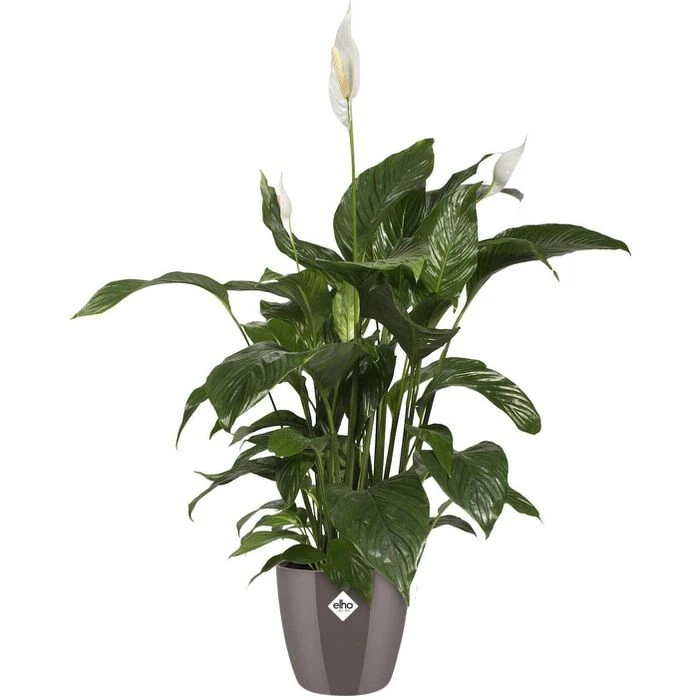 Elho Übertopf Brussels Diamond Rund, Oyster Pearl, Ø 25 X H 23 Cm, Kunststoff 3 Elho Übertopf Brussels Diamond Rund, Oyster Pearl, Ø 25 X H 23 Cm, Kunststoff – Bild 3