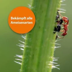 ARDAP Ameisenköder Ameisen Köderdose, Fraßköder, Für Den Innen- & Außenbereich, 3 Stück -Einhell Verkaufsshop 1be85900ac9bbc008c3fee424d1ed25a17b5a2ee ameisenkoeder ardap ameisen koederdose