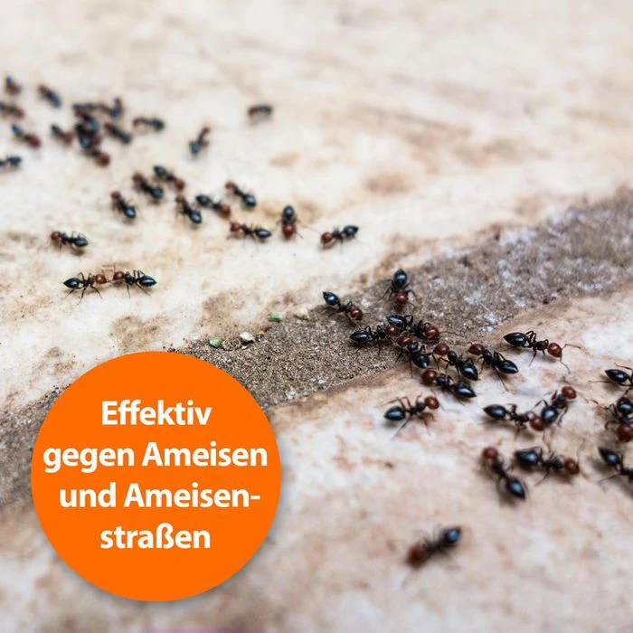 ARDAP Insektenspray Ameisen Zerstäuber, Wirkt Gegen Ameisen Und Ameisenstraßen, 500ml 2 ARDAP Insektenspray Ameisen Zerstäuber, Wirkt Gegen Ameisen Und Ameisenstraßen, 500ml – Bild 2