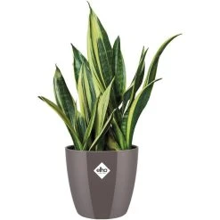 Einhell Verkaufsshop -Einhell Verkaufsshop cf9c99b3f88fced7f4f7c3946a7da0f73537f709 uebertopf elho brussels diamond rund oyster pearl