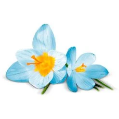 Airwick Premium Duftspray Pure Frühlingsfrische -Einhell Verkaufsshop df43010d1c3bee569cdb89ad8e21646438b6fe07 raumduft airwick pure 250 ml